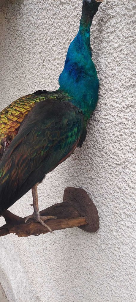 Pauw Taxidermie volledige montage - (Pavo cristatus) - 180 cm - 30 cm - 50 cm - CITES Appendix III - Bijlage C in de EU - 1 #2.1
