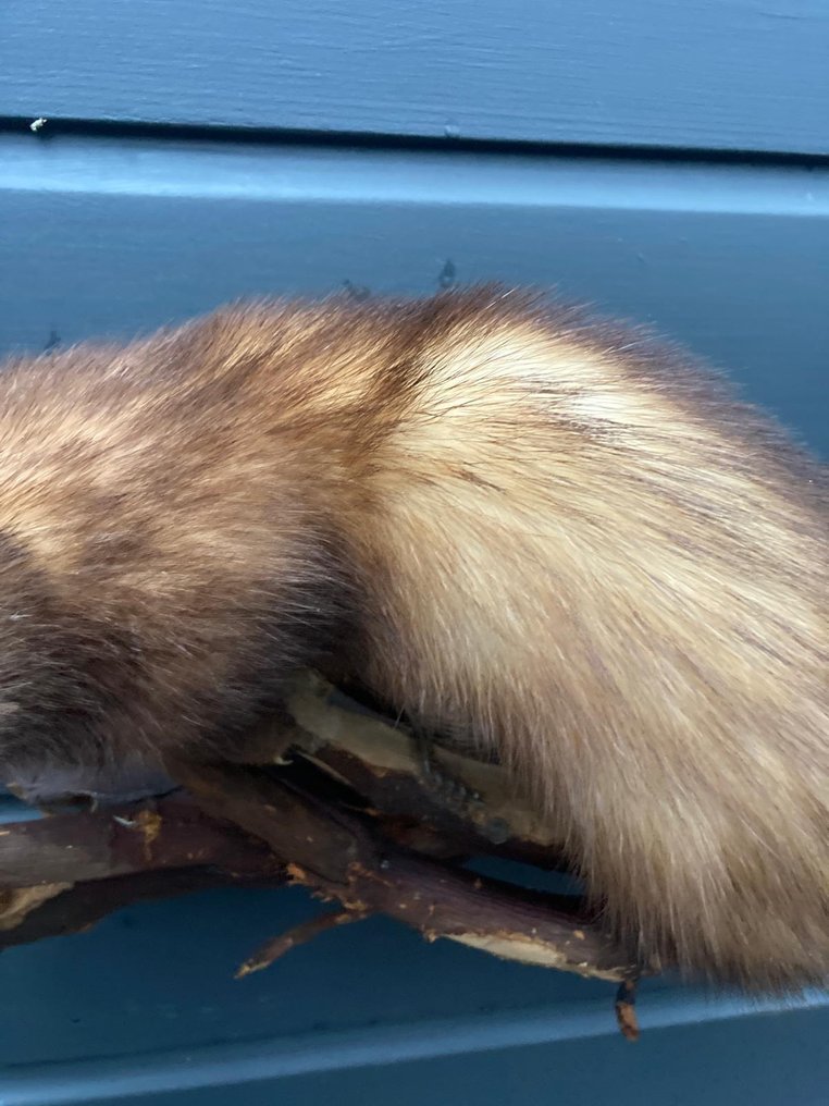 Bunzing Allestimento tassidermico a corpo intero - Mustela Putorius - 30 cm - 54 cm - 30 cm - Specie non CITES - 1 #2.1
