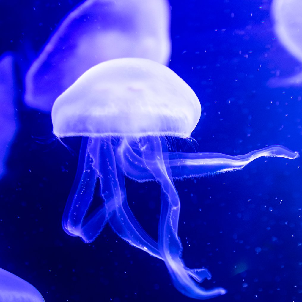 Roberto Cavalli - Jellyfish, In the blue / #723 #1.0