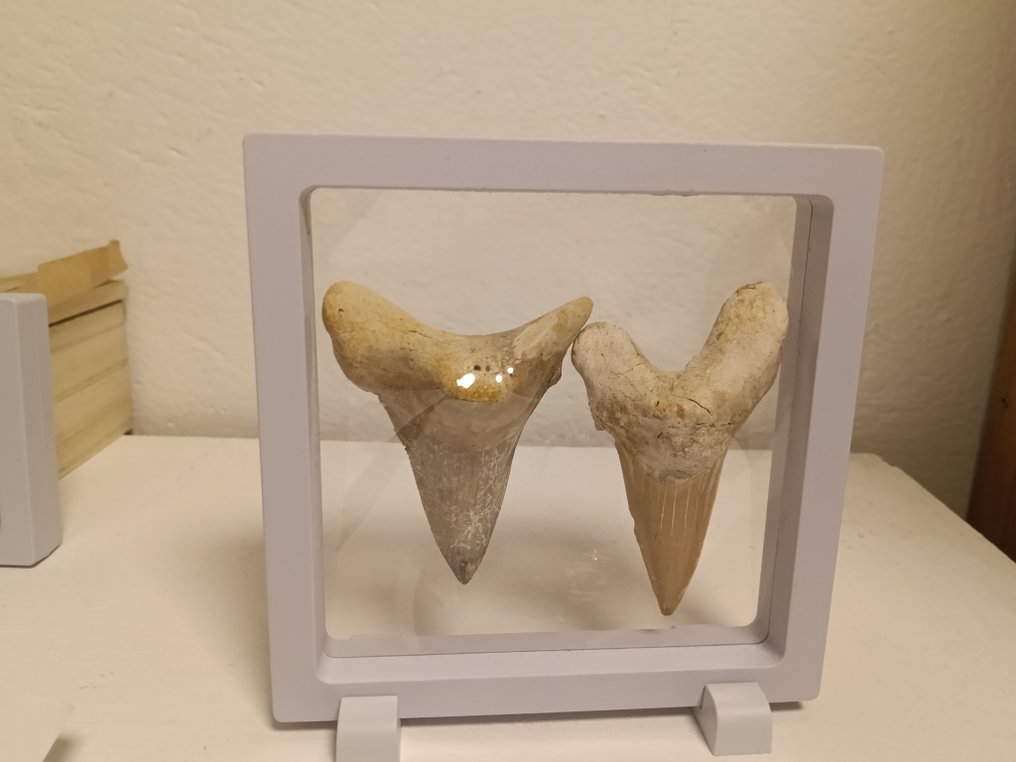 Otodus Obliquus és Otodus Sokolovi készlet, 8,5 cm hosszú. - Fosszilis fogak - 8.5 cm (Nincs minimálár) #2.1