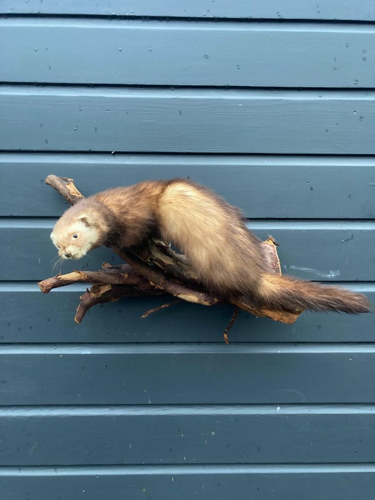 Bunzing Allestimento tassidermico a corpo intero - Mustela Putorius - 30 cm - 54 cm - 30 cm - Specie non CITES - 1 #1.0