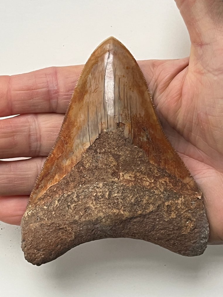 Diente de Megalodon 11,0 cm - Diente fósil - Carcharocles megalodon #1.0