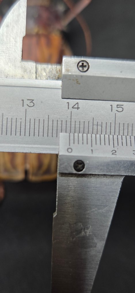 Large Bazil Beetles Cerambycidae Collection (60x40 cm)- Macrodontia sp (139/140mm) - - Διόραμα Clenoscelis sp. and other brasilian species - 1990-2000 - Νότια Αμερική #1.0