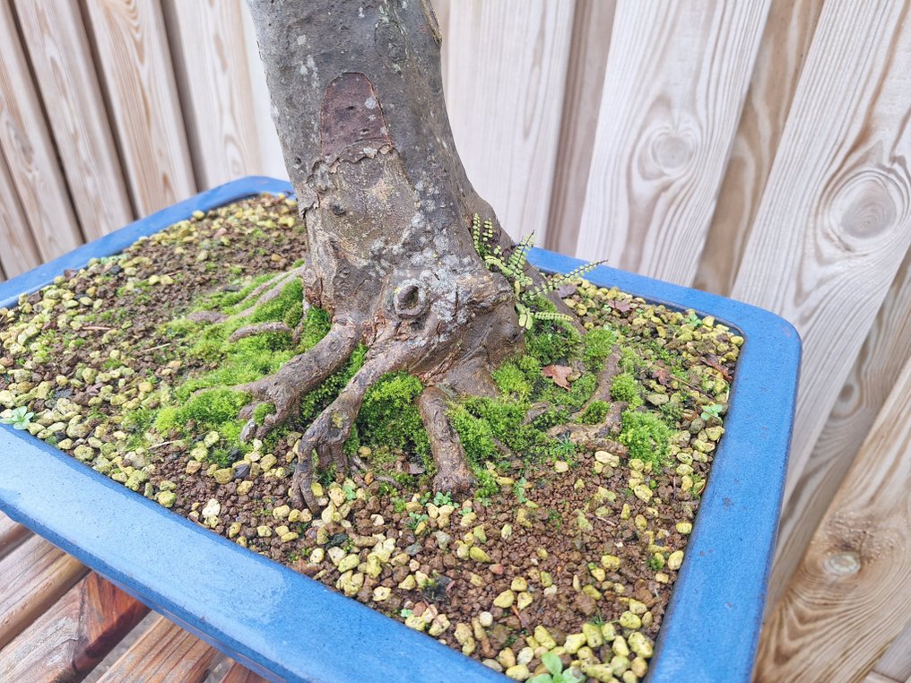 Trident maple bonsai (Acer buergerianum) - Height (Tree): 60 cm - Depth (Tree): 40 cm - Netherlands #2.1