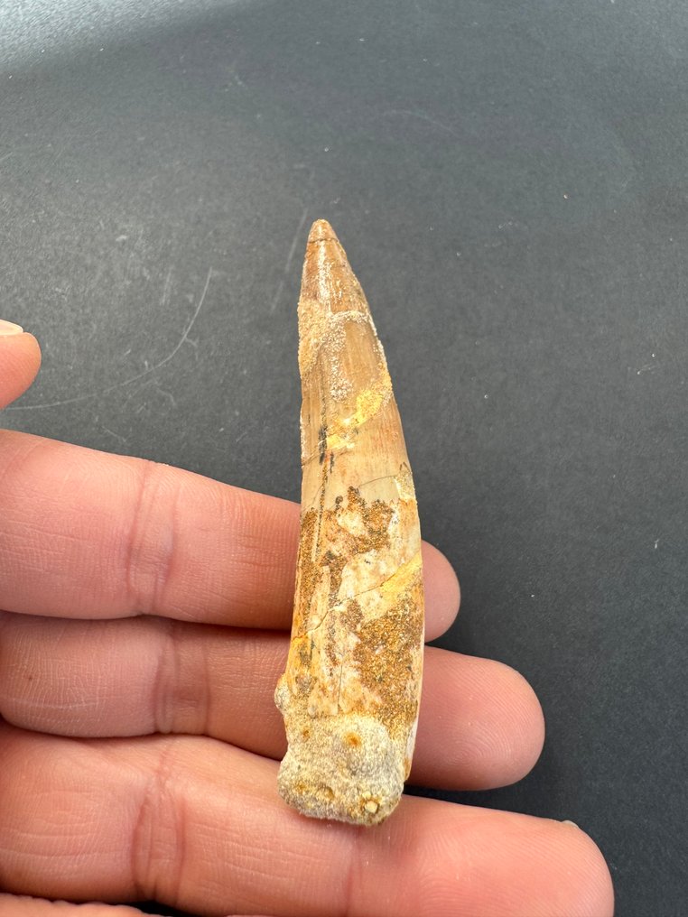 Espinossauro - Dente fóssil - 7.5 cm  (Sem preço de reserva) #1.0