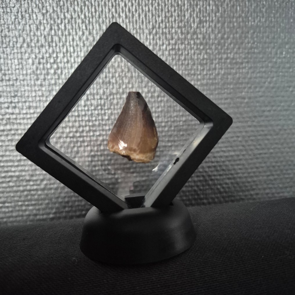 沧龙 - 牙齿化石 - 43 mm - 20 mm  (没有保留价) #2.1