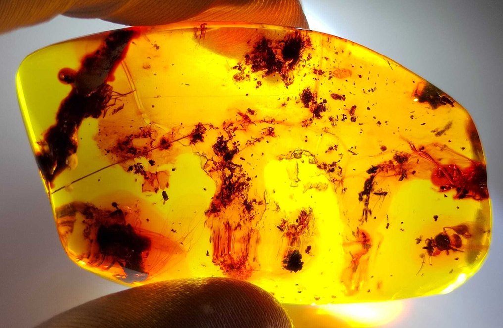 FOSSlL-AMAZING!! Dominikansk rav - 80 kr -- 16 g #2.1