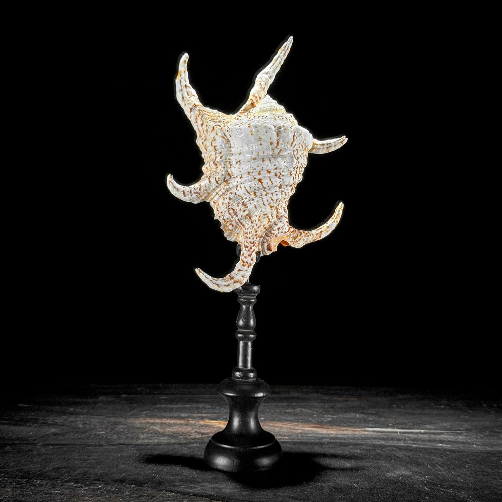Stunning Pair of Spider Conch Shell & Melo Amphora on custom stand - Sea shell - Melo Amphora & Lambis lambis  (No reserve price) #2.1