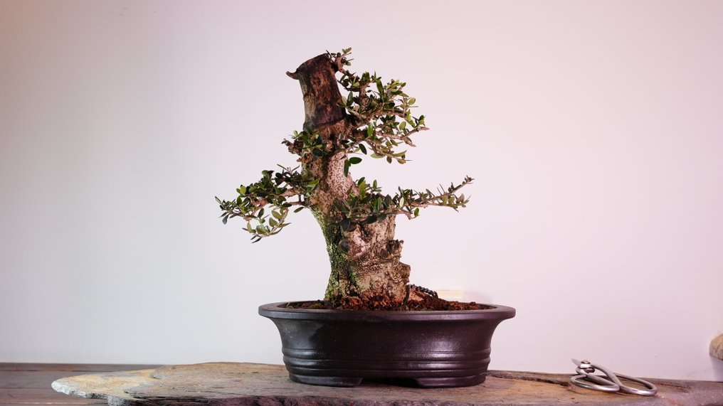 Olea Sylvestris - Ύψος (Δέντρο): 35 cm - Βάθος (Δέντρο): 26 cm - Ισπανία #1.0