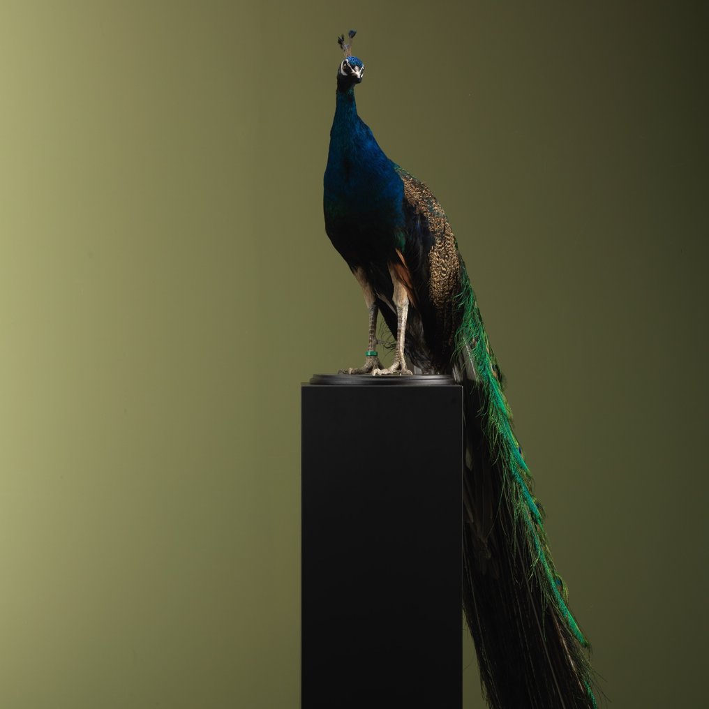 Peacock Taxidermy full body mount - Pavo cristatus - 186 cm - 50 cm - 75 cm - CITES Appendix III - Annex C in the EU - 1 #3.2