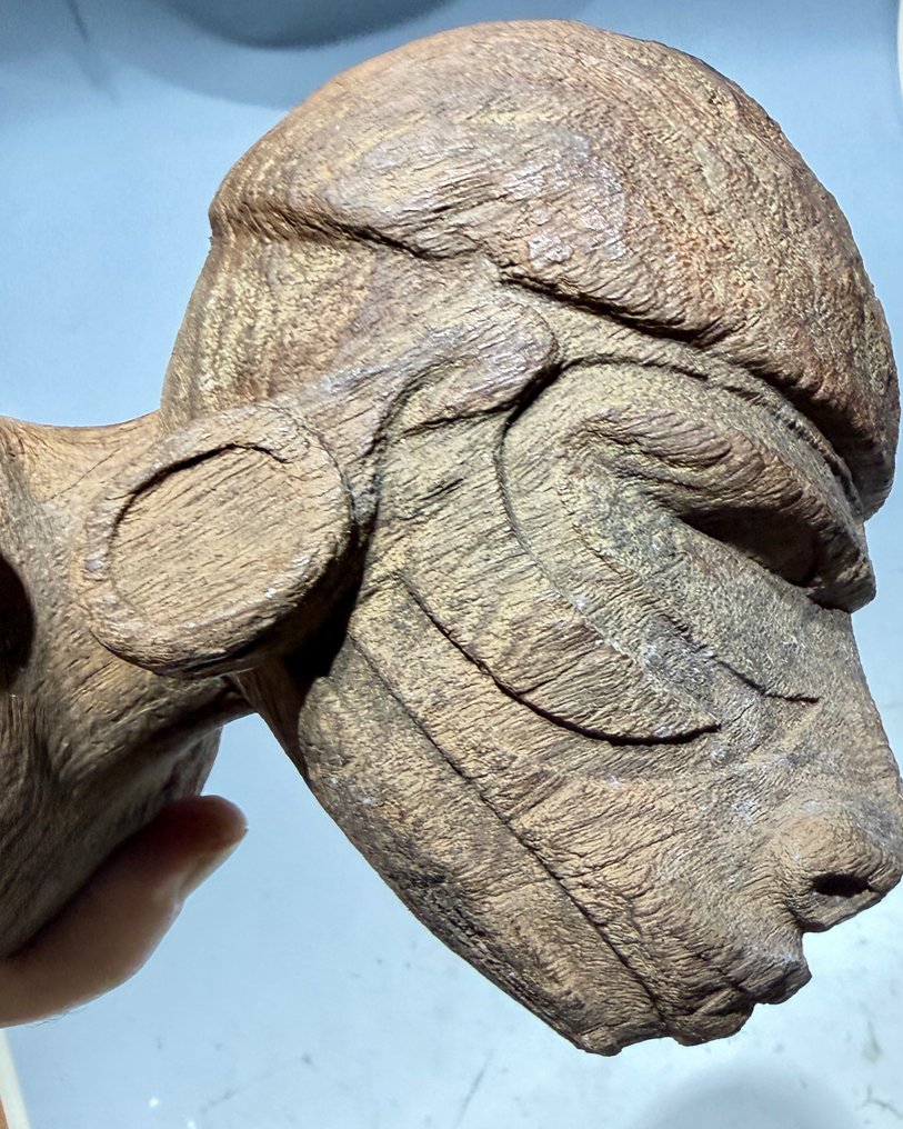 祖先头 - 新喬治島馬羅沃潟湖 - 所羅門群島 (沒有保留價) #3.2