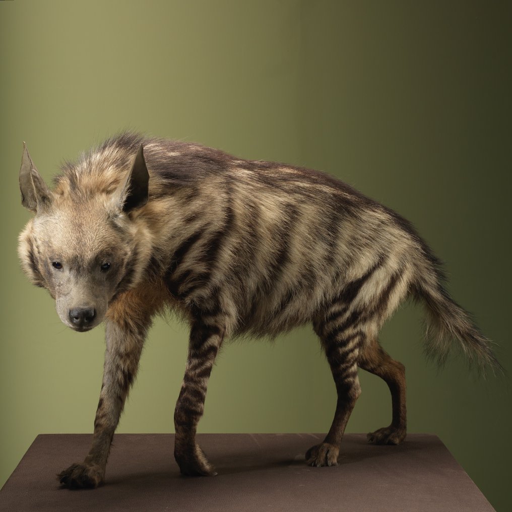 Iena Allestimento tassidermico a corpo intero - Hyaena hyaena - 67 cm - 38 cm - 120 cm - Appendice III CITES - Allegato C dell'UE - 1 #1.0