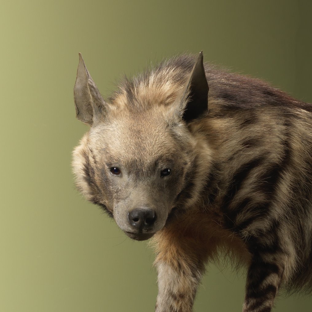 Iena Allestimento tassidermico a corpo intero - Hyaena hyaena - 67 cm - 38 cm - 120 cm - Appendice III CITES - Allegato C dell'UE - 1 #1.0