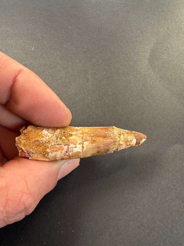 Spinosaur - Fossiler Zahn - 5.5 cm  (Ohne mindestpreis) #4.3