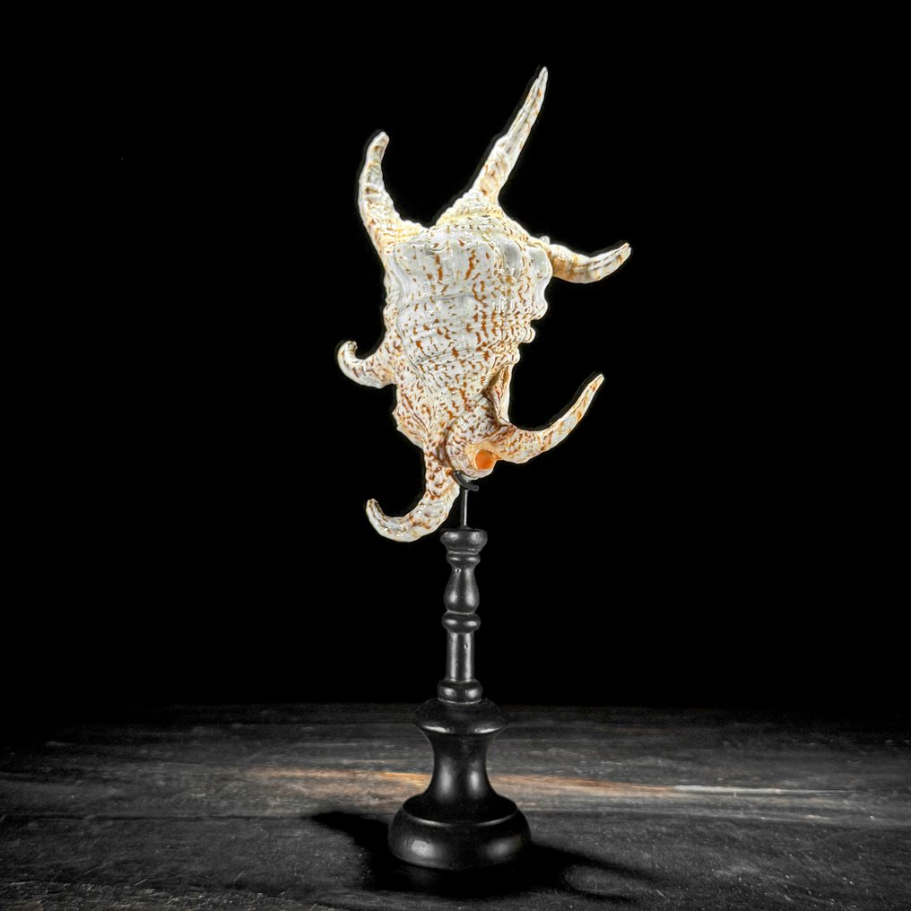 Stunning Pair of Spider Conch Shell & Melo Amphora on custom stand - Sea shell - Melo Amphora & Lambis lambis  (No reserve price) #3.2