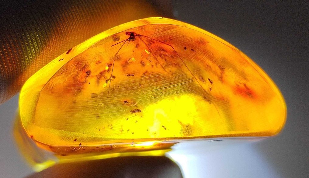 Fossil - Amazing!! Dominican amber, 200 cts.- 40 g #2.1