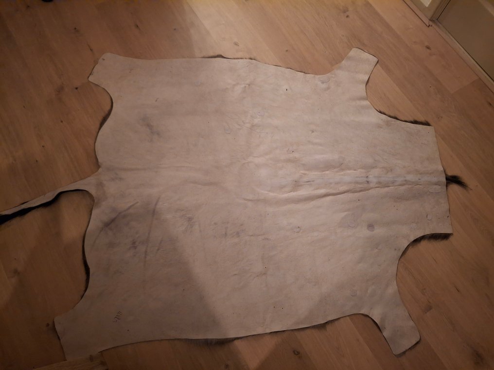 Trofeo di caccia #4.3