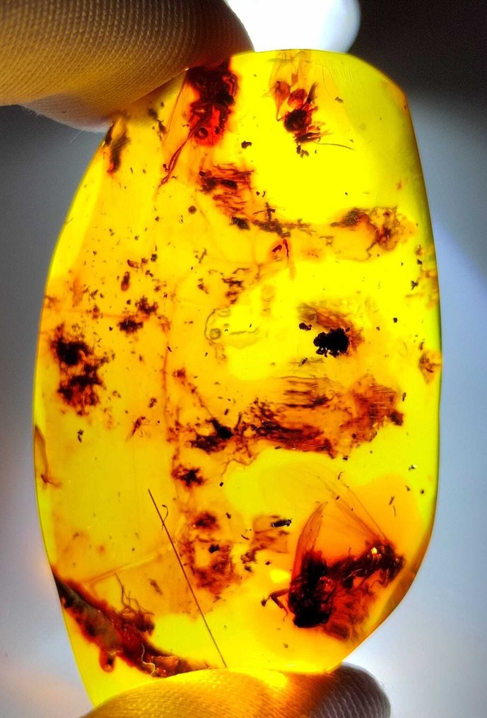 FOSSlL-AMAZING!! Dominikansk rav - 80 kr -- 16 g #1.0