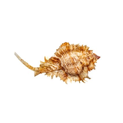 Superbus Murex ***没有最低价格*** 动物标本剥制壁挂支架 - Murex pecten superbus - 7 cm - 0 mm - 0 mm - 非《濒危物种公约》物种 - 1 #1.0