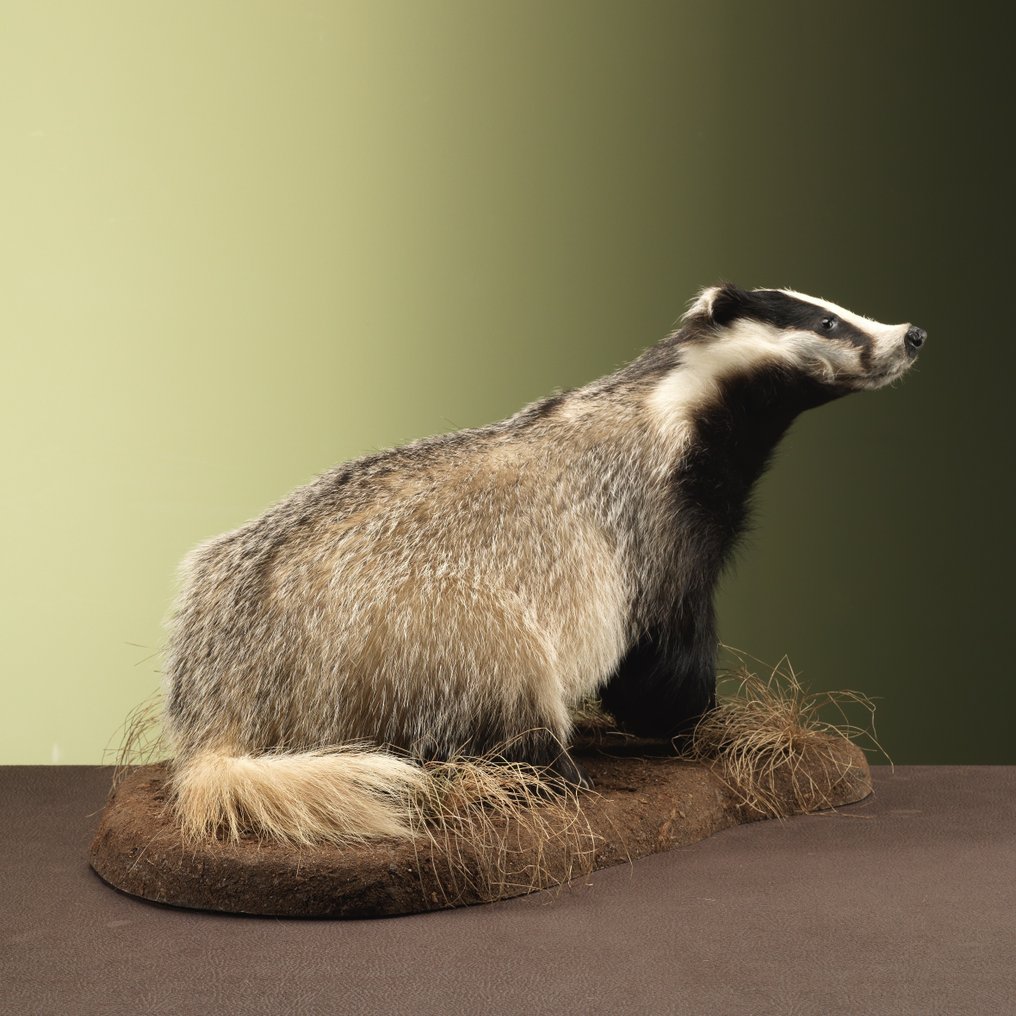 Tasso Allestimento tassidermico a corpo intero - Meles meles - 39 cm - 40 cm - 67 cm - Specie non CITES - 1 #1.0