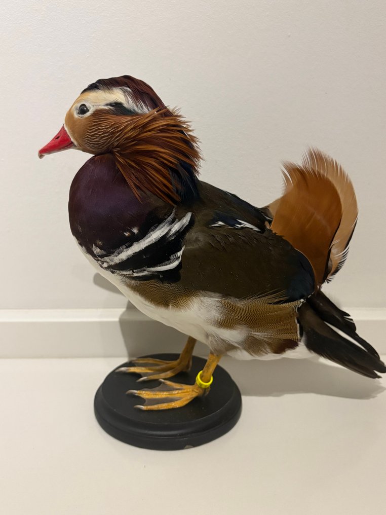 Mandarijneend Eksponat taksydermiczny (całe ciało) - Aix galericulata - with closed footring - 27 cm - 27 cm - 12 cm - Gatunki inne niż CITES - 1 #3.2