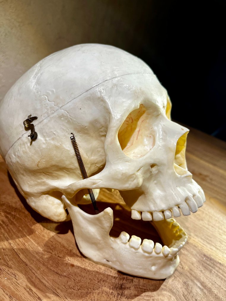 Ανατομικό μοντέλο - Ρητίνη - 1930-1940, 1950-1960 - Ιδιαίτερο Αντίκα #1.0