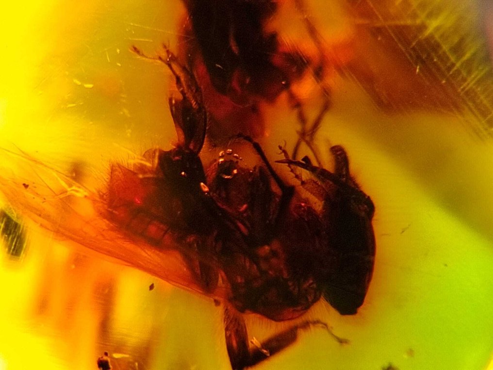 FOSSlL-AMAZING!! Dominikansk rav - 80 kr -- 16 g #3.2