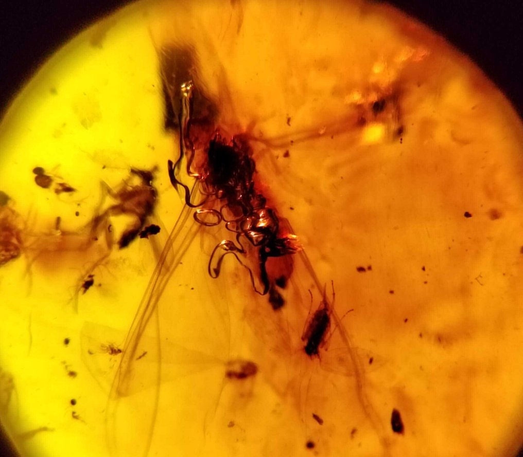 FOSSlL-AISET!! Dominikaaninen meripihka -120 cts- 24 g #4.3