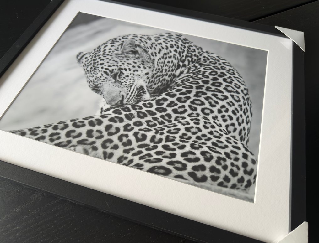 Fabio Accorrà - The big Leopard #3.2