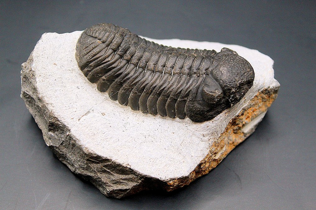 Trilobite - Fossil matrix - Barrandeops Ovatus  (Fără preț de rezervă) #2.1