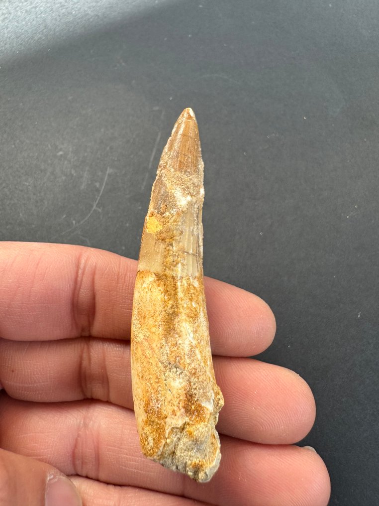 Espinossauro - Dente fóssil - 7.5 cm  (Sem preço de reserva) #1.0