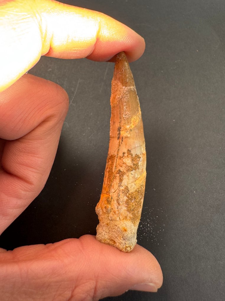 Espinossauro - Dente fóssil - 7.5 cm  (Sem preço de reserva) #2.1