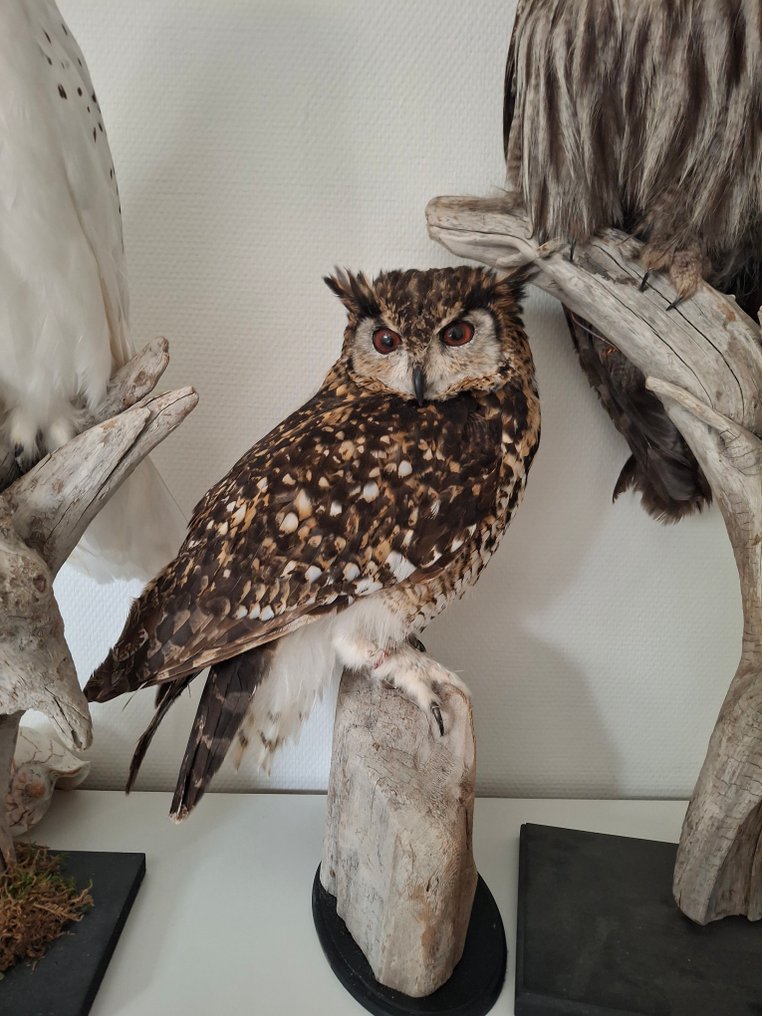 Cape Eagle-Owl Taxidermy full body mount - Bubo capensis - with proof of legal origin - 50 cm - 35 cm - 25 cm - CITES Appendix II - Annex B in the EU - 1 #1.0