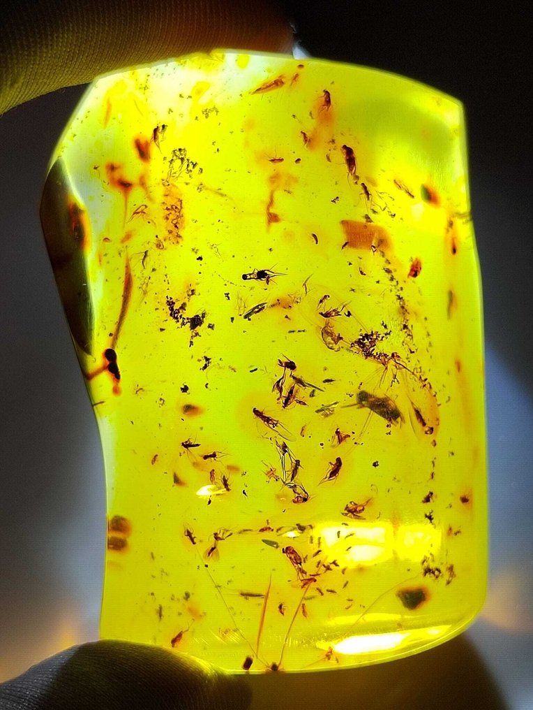 Fossil - Amazing!! Dominican amber, 200 cts.- 40 g #1.0