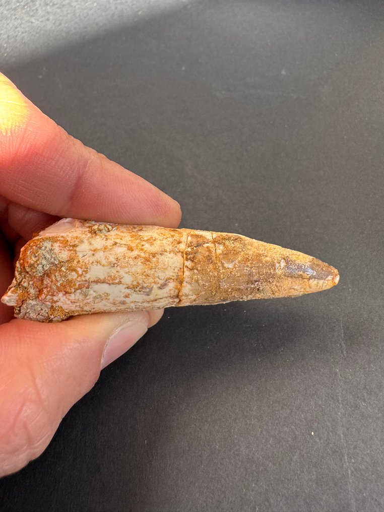 Spinosaur - Fossiler Zahn - 7 cm  (Ohne mindestpreis) #4.3