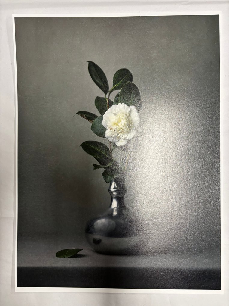 Tessa Posthuma de Boer - Camelia #2 #4.3