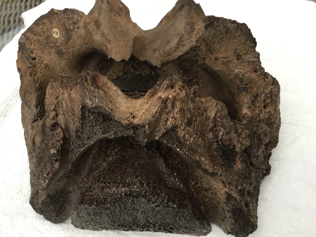 Mammut - Fossil ryggvirvelbein - 18 cm - 28 cm (Ingen reservasjonspris) #1.0