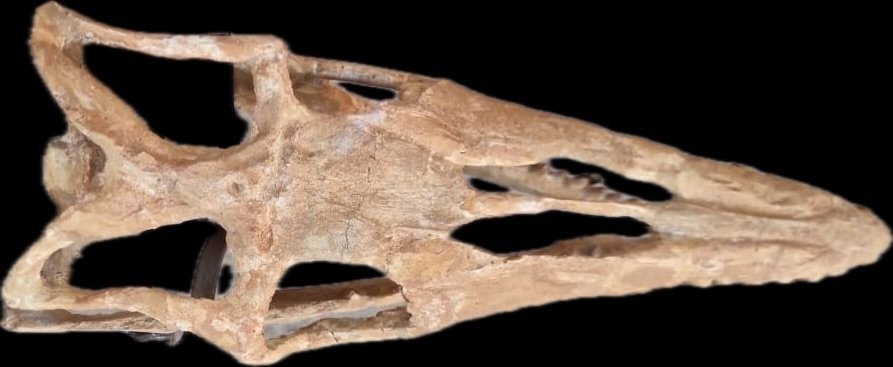 Reptile marin - Crâne fossile - Mosasaurus sp. - 58 cm - 20 cm #4.3