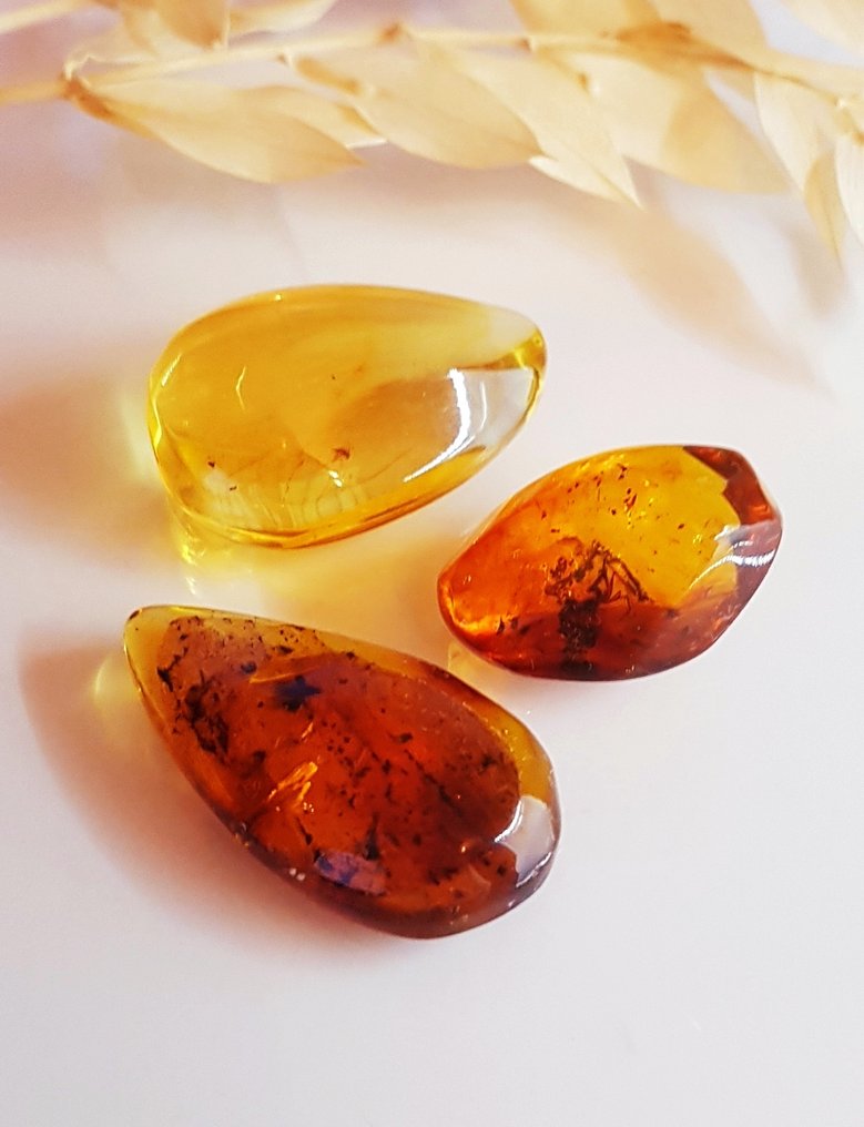 3 pieces Natural Fossil Baltic Amber with Insect Inclusion - Beautiful Museum Grade - Amber (No reserve price) #1.0