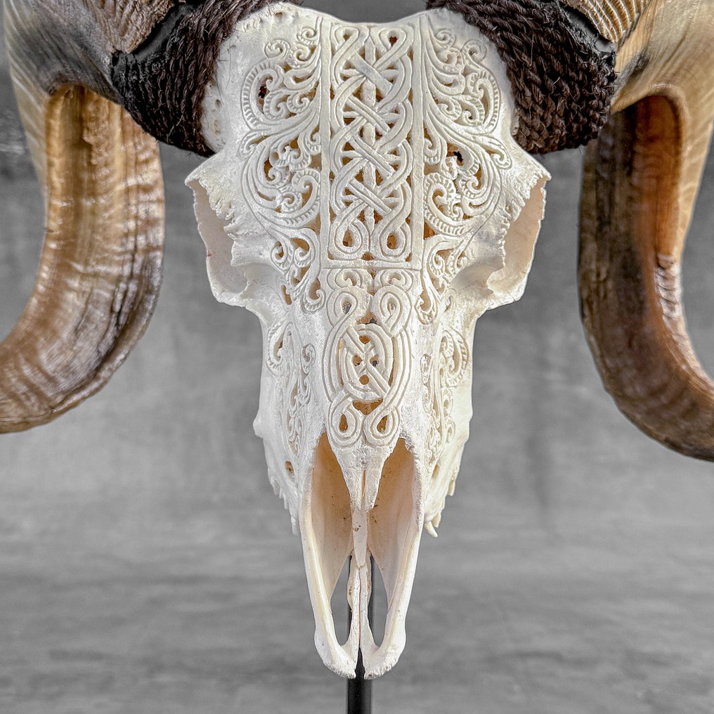 Χωρίς ελάχιστη τιμή - C - Όμορφο λευκό σκαλιστό κρανίο αρνιού σε προσαρμοσμένη βάση - Infinity Λαξεμένο κρανίο - Ovis Aries - 44 cm - 41 cm - 27 cm- Είδη που δεν ανήκουν στο CITES - (1) #1.0