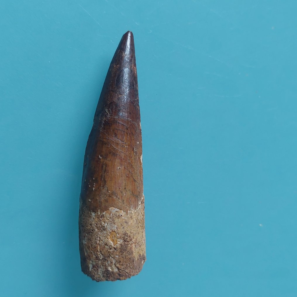 Dinosaur - Fossil tooth - Spinosaurus aegyptiacus - 75 mm - 20 mm #4.3