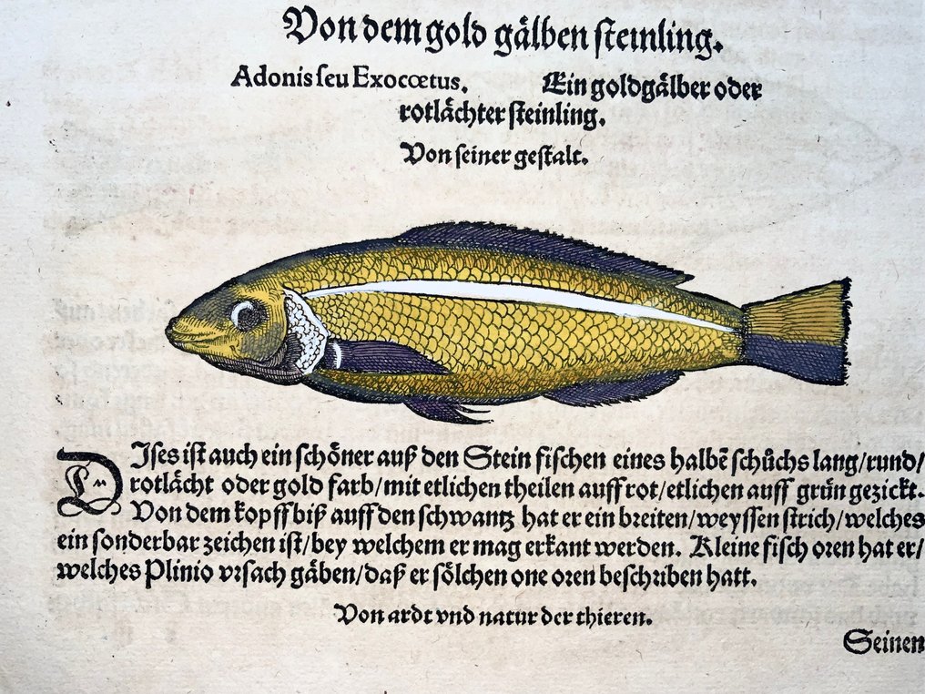 Conrad Gesner (1516-1565) Fish: Junker Fish - Folio with 2 woodcuts - 1563 #4.3