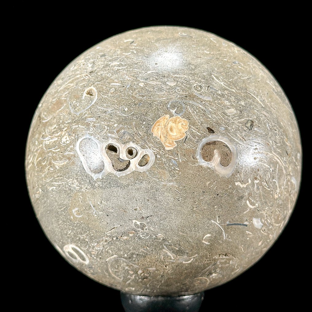 Διακοσμητικό στολίδι - Χωρίς ελάχιστη τιμή - Όμορφο ζεύγος σφαιρών Turritella και μπάλα από κοχύλια σε βάσεις. - Ινδονησία #3.2