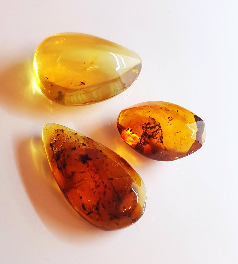 3 pieces Natural Fossil Baltic Amber with Insect Inclusion - Beautiful Museum Grade - Amber (No reserve price) #4.3