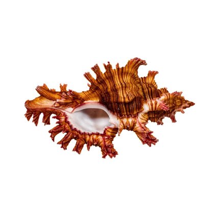 Saul的Murex 动物标本剥制壁挂支架 - Chicoreus saulii - 8.5 cm - 0 mm - 0 mm - 非《濒危物种公约》物种 - 1 #1.0