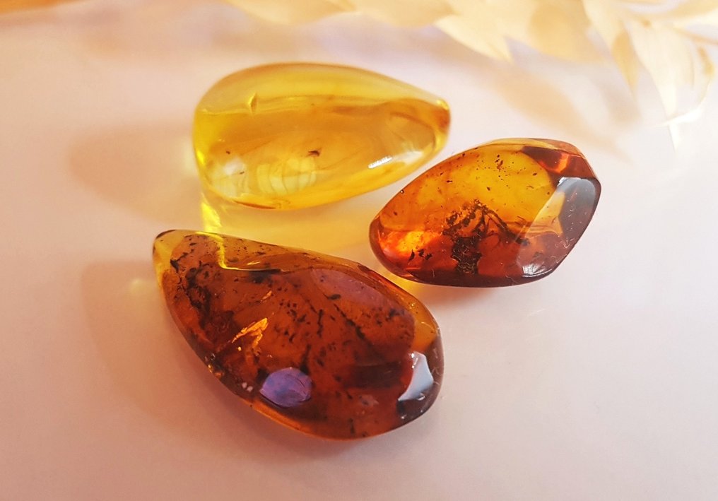 3 pieces Natural Fossil Baltic Amber with Insect Inclusion - Beautiful Museum Grade - Amber (No reserve price) #3.2