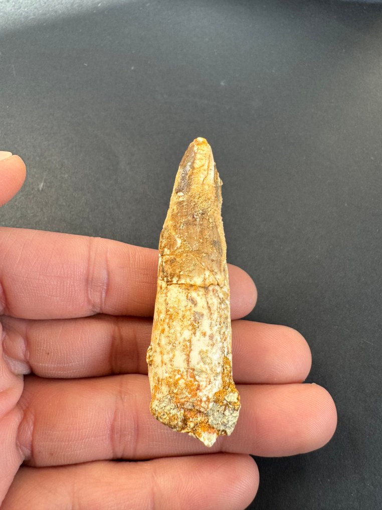 Spinosaur - Fossiler Zahn - 7 cm  (Ohne mindestpreis) #1.0