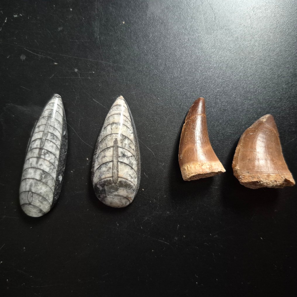 Fóssil - Dente fóssil - Bijzondere set van 4 unieke grote fossielen - 2x Mosasaurus Tand - 2x Orthoceras Fossil - 11 cm - 11 cm (Sem preço de reserva) #3.2