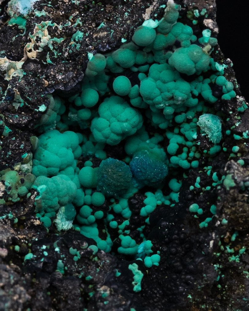 (American classic) botrioidale chrysocolla și malachite pe o matrice de goethit - Înălțime: 8.1 cm - Lățime: 5.1 cm- 100 g - (1) #1.0