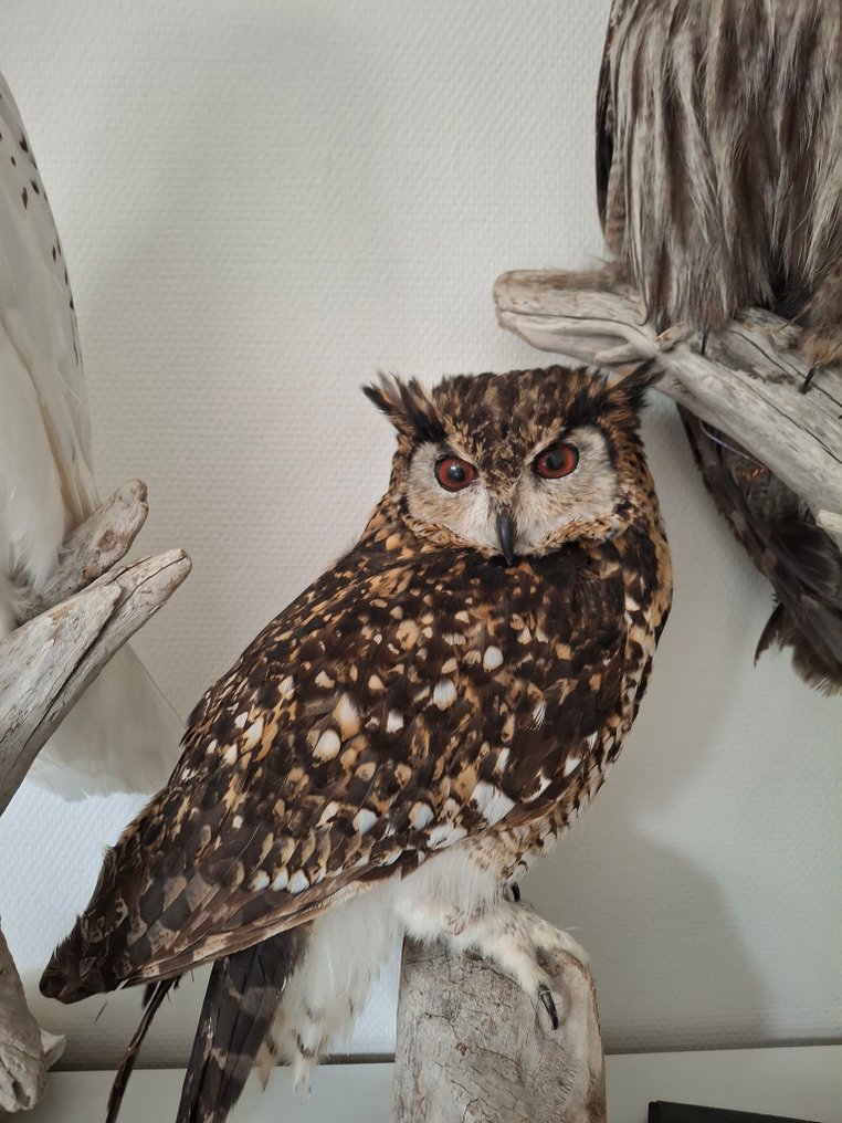 Cape Eagle-Owl Taxidermy full body mount - Bubo capensis - with proof of legal origin - 50 cm - 35 cm - 25 cm - CITES Appendix II - Annex B in the EU - 1 #1.0